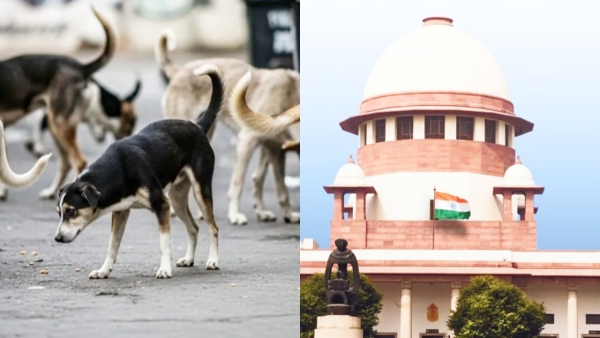 Supreme Court Orders Removal of Stray Dogs from Delhi Streets to Shelters