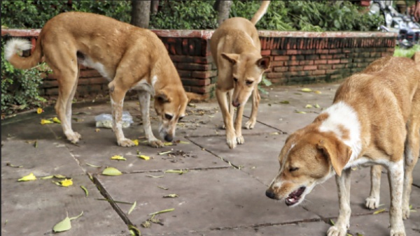 What is India s Rank in Global Dog Population Surprising Facts Inside