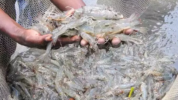donald-trump-tariffs-affaect-10-lakhs-families-of-aqua-farmers