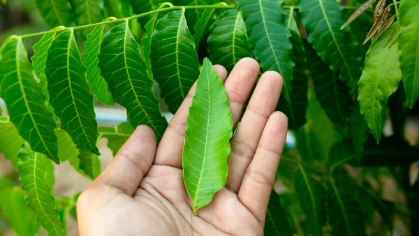Benefits of chewing neem leaves Benefits of chewing neem leaves