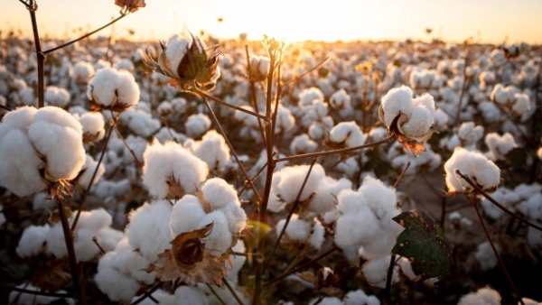 Relief for Indian Textile Industry Import Duty on Cotton Waived Until December 2025 Relief for Indian Textile Industry Import Duty on Cotton Waived Until December 2025
