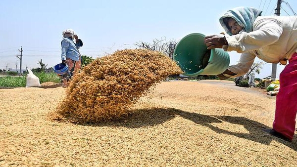 Another good news for farmers paddy procurement soon money in their accounts Another good news for farmers paddy procurement soon money in their accounts