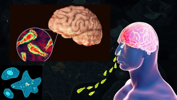 Deadly Amoeba Outbreak in Kerala 19 Dead from Brain-Eating Virus Deadly Amoeba Outbreak in Kerala 19 Dead from Brain-Eating Virus