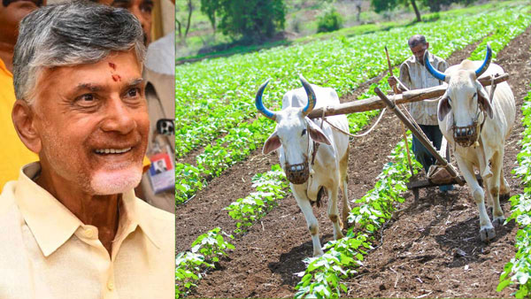 Another good news for farmers in AP Your crops will be yeild with soil health cards Another good news for farmers in AP Your crops will be yeild with soil health cards