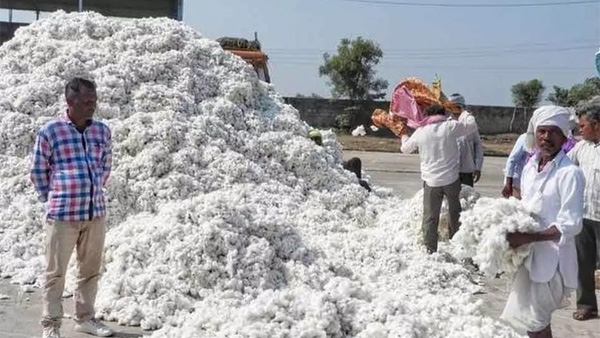 CCI gives money Directly into farmers accounts msp Rs 8 110 per quintal cotton Celebrate CCI gives money Directly into farmers accounts msp Rs 8 110 per quintal cotton Celebrate