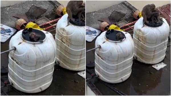 Public Outcry Monkeys Contaminate Water Tanks Accountability Needed