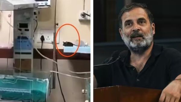 rahul-gandhi-shocking-comments-on-death-of-new-born-babies-due-to-rats rahul-gandhi-shocking-comments-on-death-of-new-born-babies-due-to-rats