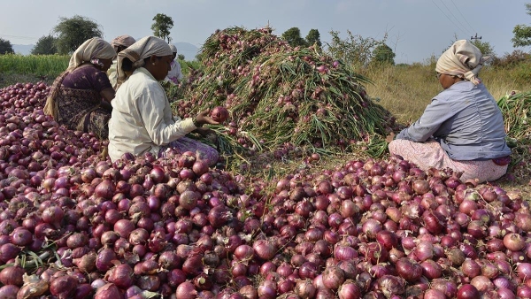 ap-government-good-news-to-onion-farmers-by-giving-50000-rupees ap-government-good-news-to-onion-farmers-by-giving-50000-rupees