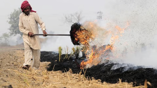 Supreme Court Cracks Down Jail for Some Farmers to Curb Stubble Burning Supreme Court Cracks Down Jail for Some Farmers to Curb Stubble Burning