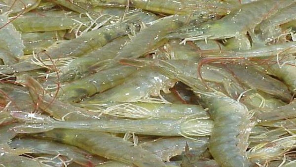 Trump s Tariffs Deal Blow to Andhra Shrimp Sector with Rs 25 000 Crore Impact 50 Exports Lost Trump s Tariffs Deal Blow to Andhra Shrimp Sector with Rs 25 000 Crore Impact 50 Exports Lost