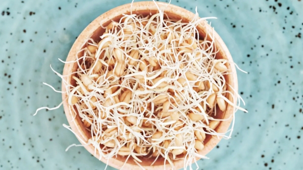 Unlock the Power of Sprouted Fenugreek Amazing Health Benefits Revealed