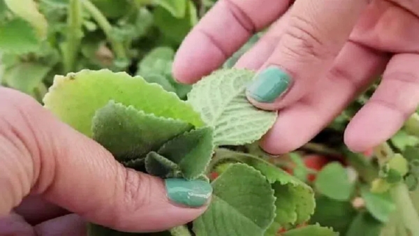 Vamu Leaves Doctors Reveal Key Health Advantages