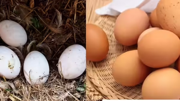 what-is-the-real-difference-between-brown-eggs-and-white-eggs