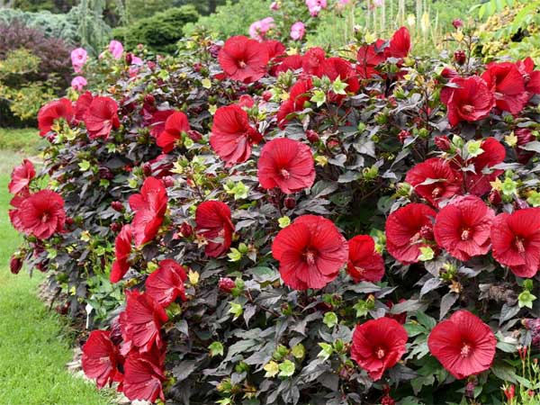 According to Vastu if you have this one plant in your house all the evils will go away and wealth will come