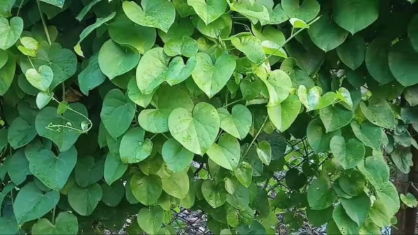 Doctors say that there are many health benefits of tippa teega Doctors say that there are many health benefits of tippa teega