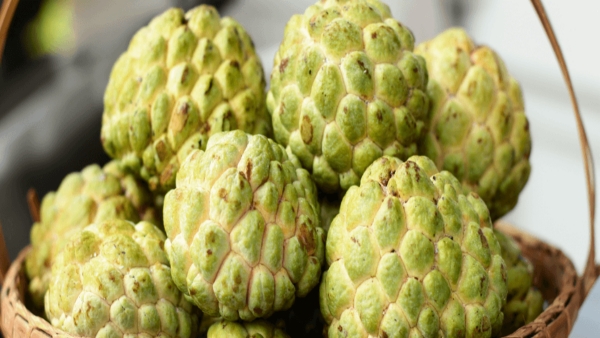 Can Diabetics Enjoy Custard Apple A Sweet Guide to Safe Consumption Can Diabetics Enjoy Custard Apple A Sweet Guide to Safe Consumption