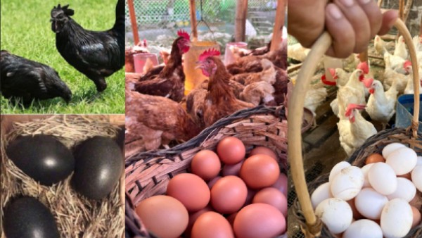 Black Eggs vs White Eggs Which is Better for Health