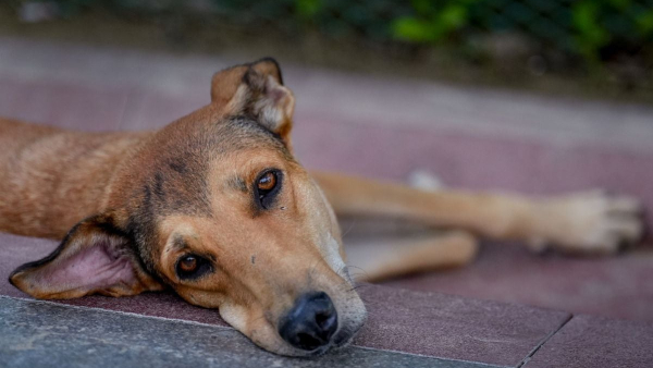 theft-news-at-east-godavari-and-news-got-viral theft-news-at-east-godavari-and-news-got-viral