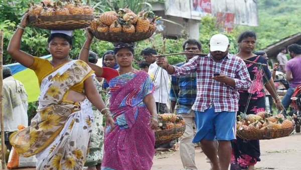 Chief Minister Chandrababu said good news to those pineapple farmers of manyam district Chief Minister Chandrababu said good news to those pineapple farmers of manyam district