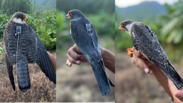 Epic Journey Three Amur Falcons Fly Thousands of Km from Manipur to Africa Epic Journey Three Amur Falcons Fly Thousands of Km from Manipur to Africa