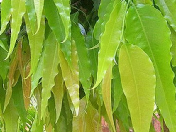 To eliminate Vastu defects keep these leaves in your house It s a simple task To eliminate Vastu defects keep these leaves in your house It s a simple task