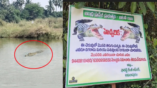 Villagers fear with Two Crocodiles Spotted in Ainavilli Lanka Ambedkar Konaseema District Villagers fear with Two Crocodiles Spotted in Ainavilli Lanka Ambedkar Konaseema District