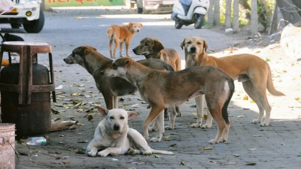 Shocking CShocking Cruelty Near Hyderabad Nearly 100 Stray Dogs Poisoned to Death in Yacharamruelty Near Hyderabad Nearly 100 Stray Dogs Poisoned to Death in Yacharam Shocking CShocking Cruelty Near Hyderabad Nearly 100 Stray Dogs Poisoned to Death in Yacharamruelty Near Hyderabad Nearly 100 Stray Dogs Poisoned to Death in Yacharam