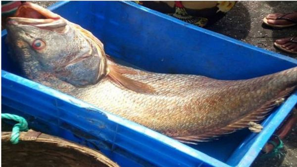Festival Fortune for Andhra Fishermen as Rare Golden Fish Fetch Premium Prices Festival Fortune for Andhra Fishermen as Rare Golden Fish Fetch Premium Prices