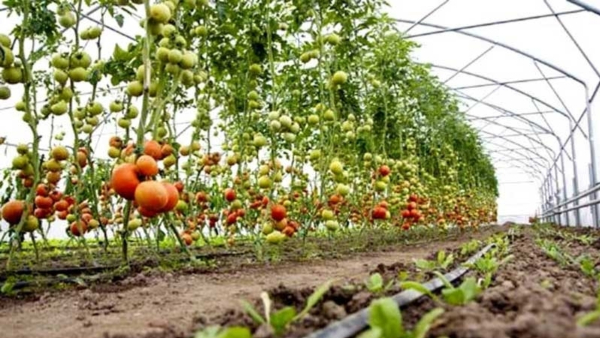 telangana Govt Likely to Bring Good News for Horticulture Farmers Based on Kerala Model telangana Govt Likely to Bring Good News for Horticulture Farmers Based on Kerala Model