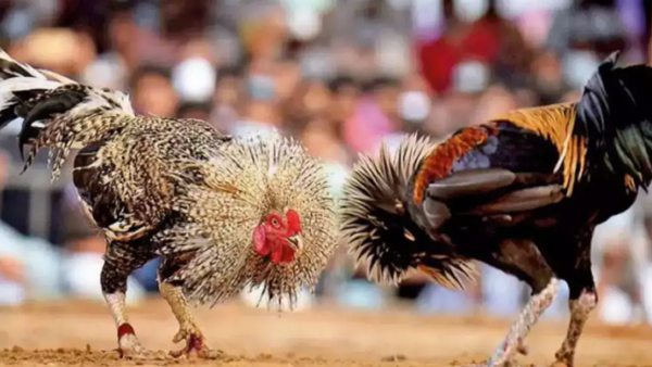 AP Gears Up for Sankranthi Cockfights with Cross-Breed Fighting Cocks