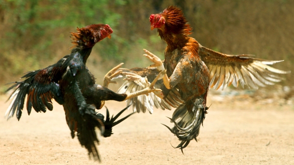 interetng-details-about-sankranti-and-types-of-kodi-punju-in-cock-fight