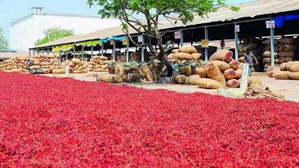 The price per quintal red mirchi has soared to over 23 000 good news to mirchi farmers