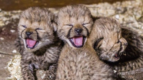 చిరుత గామిని ప్రాజెక్ట్ యొక్క గర్జించే విజయం కునో ఇండియాలో 3 పిల్లలకు జన్మనిచ్చింది చిరుత సంఖ్య 38కి చేరుకుంది చిరుత గామిని ప్రాజెక్ట్ యొక్క గర్జించే విజయం కునో ఇండియాలో 3 పిల్లలకు జన్మనిచ్చింది చిరుత సంఖ్య 38కి చేరుకుంది