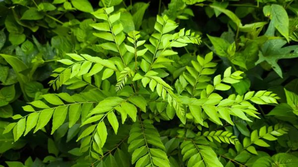 కరివేపాకు గిరాకీ పెరిగింది సరఫరా తగ్గుదల ధరలు ఆంధ్రా మార్కెట్లో విపరీతంగా పెరిగి అనకాపల్లిలో కిలో రూ.120 కరివేపాకు గిరాకీ పెరిగింది సరఫరా తగ్గుదల ధరలు ఆంధ్రా మార్కెట్లో విపరీతంగా పెరిగి అనకాపల్లిలో కిలో రూ.120