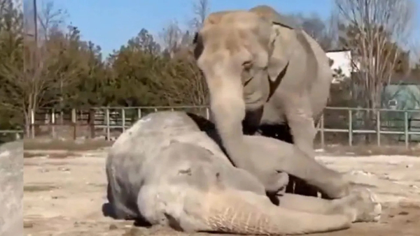 emotional animals in the world elephants dolphins dogs monkeys and many more are emotional emotional animals in the world elephants dolphins dogs monkeys and many more are emotional