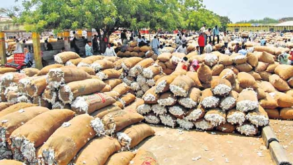 రేపటి నుంచి రైతులు అప్రమత్తం సీసీఐ పత్తి కొనుగోలు మూసివేత తెలంగాణలో దాదాపు 148 లక్షల క్వింటాళ్ల పత్తిని సీసీఐ కొనుగోలు చేసింది.
