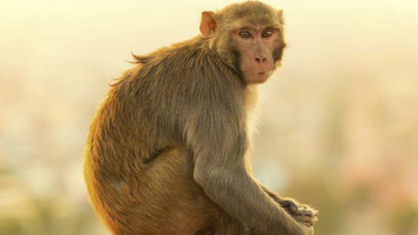 Lab Monkey Prices Surge in China Single Monkey Costs More Than Average Annual Salary Full Details Lab Monkey Prices Surge in China Single Monkey Costs More Than Average Annual Salary Full Details