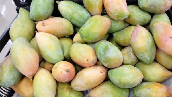 Mango Early Summer Shock Totapuri Mango Prices Cross One Lakh Per Ton as Mumbai Demand Explodes Early Season Mango Early Summer Shock Totapuri Mango Prices Cross One Lakh Per Ton as Mumbai Demand Explodes Early Season