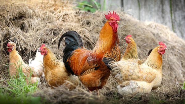 Saudi Arabia Poultry Import Ban India Among 40 Countries Restricted Over Global Bird Flu Outbreak Risks Saudi Arabia Poultry Import Ban India Among 40 Countries Restricted Over Global Bird Flu Outbreak Risks