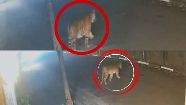 Tiger Stray or Territorial Movement East Godavari Officials Monitor Big Cat Near Human Settlements