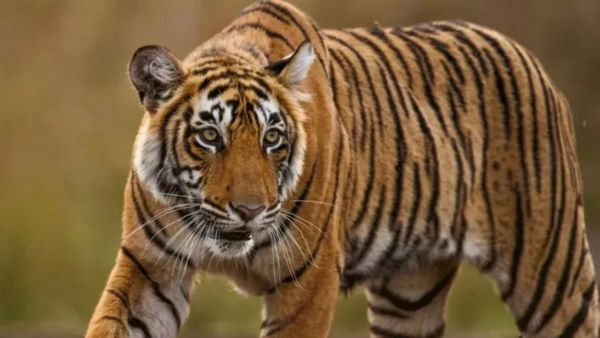 Tiger on the Prowl in East Godavari Repeated Cattle Attacks Trigger High Alert Forest Teams Drones Deployed