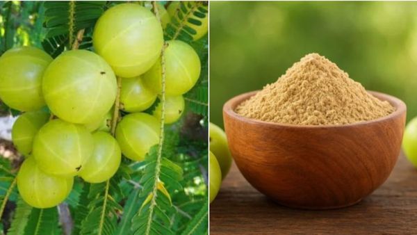 Amla Powder is powerhouse of vitamin C which plays a pivotal role in strengthening the immune system