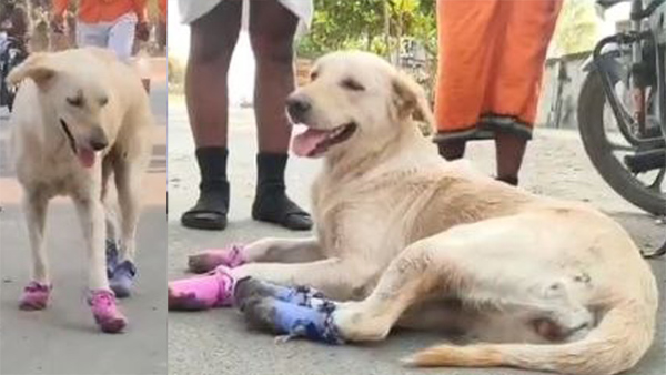 dog emotional story walked 130 km alongside Hanuman devoteesr to Kondagattu for 5rupees biscuits dog emotional story walked 130 km alongside Hanuman devoteesr to Kondagattu for 5rupees biscuits
