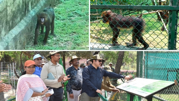 HyderabadZoo Welcomes Mandrill Monkeys Tourists Rush in Large Numbers to See Them Mandrill Monkeys HyderabadZoo Welcomes Mandrill Monkeys Tourists Rush in Large Numbers to See Them Mandrill Monkeys