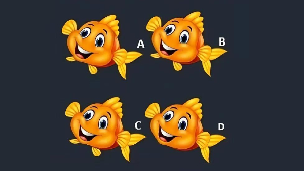 illusion-of-finding-different-fish-from-this-photo-and-test-to-eyes-sharpness-also-for-memory-power illusion-of-finding-different-fish-from-this-photo-and-test-to-eyes-sharpness-also-for-memory-power