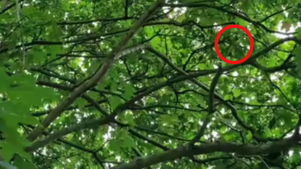 illusion-of-finding-different-bird-from-this-photo-and-test-to-eyes-sharpness-also-for-memory-power illusion-of-finding-different-bird-from-this-photo-and-test-to-eyes-sharpness-also-for-memory-power