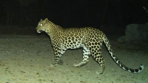 అలిపిరి టోల్ గేట్ సమీపంలో చిరుతపులి కనిపించింది, అది జింకలపై దాడి చేసి చంపింది భద్రత కోసం టిటిడి విజిలెన్స్