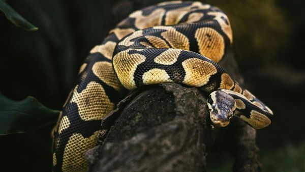 Snake Secret to Weight Loss Scientists Discover pTOS Molecule in Pythons That Could Cure Human Obesity Snake Secret to Weight Loss Scientists Discover pTOS Molecule in Pythons That Could Cure Human Obesity