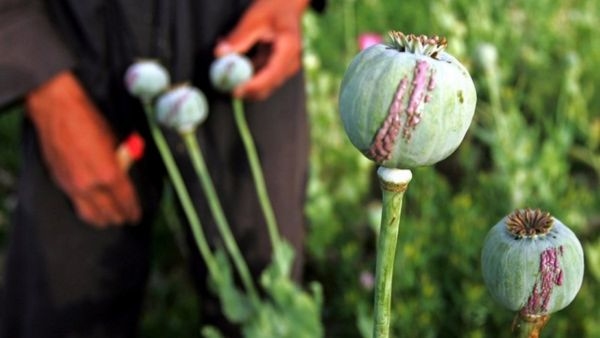 Discovering India s Opium Heartland Tradition Regulations and the Importance of Poppy Farming Discovering India s Opium Heartland Tradition Regulations and the Importance of Poppy Farming