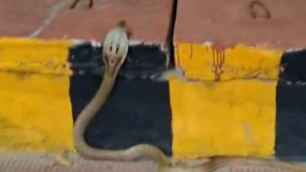 Snake Scare at Tirupati International Airport Passengers and Staff Panic Over Lack of Safety Measures Snake Scare at Tirupati International Airport Passengers and Staff Panic Over Lack of Safety Measures